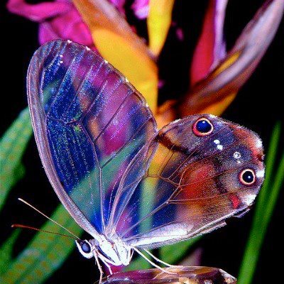 Mariposa translúcida
