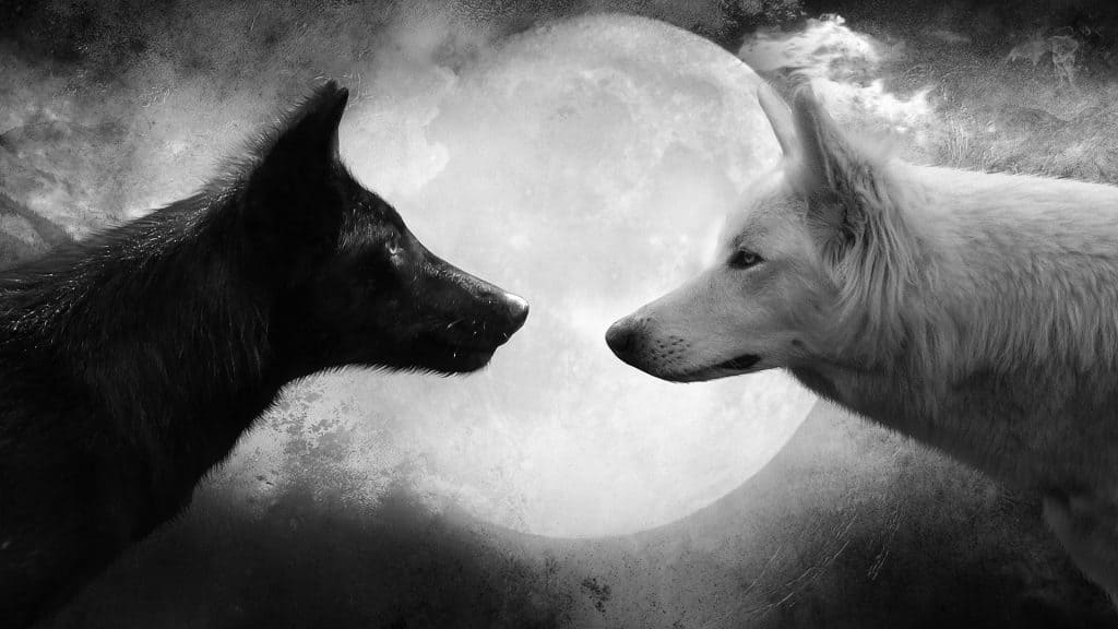 Lobos blanco y negro